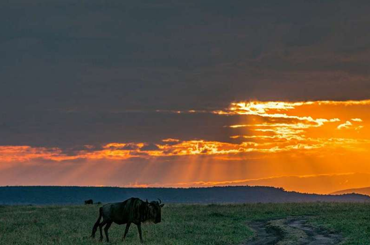 Wildebeest Migration Masai Mara